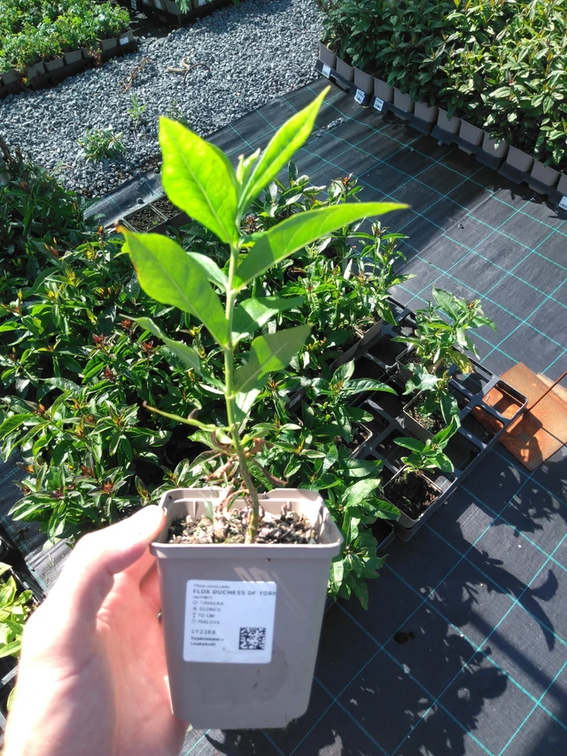 Phlox Duchess of York - 20. 6. 2025