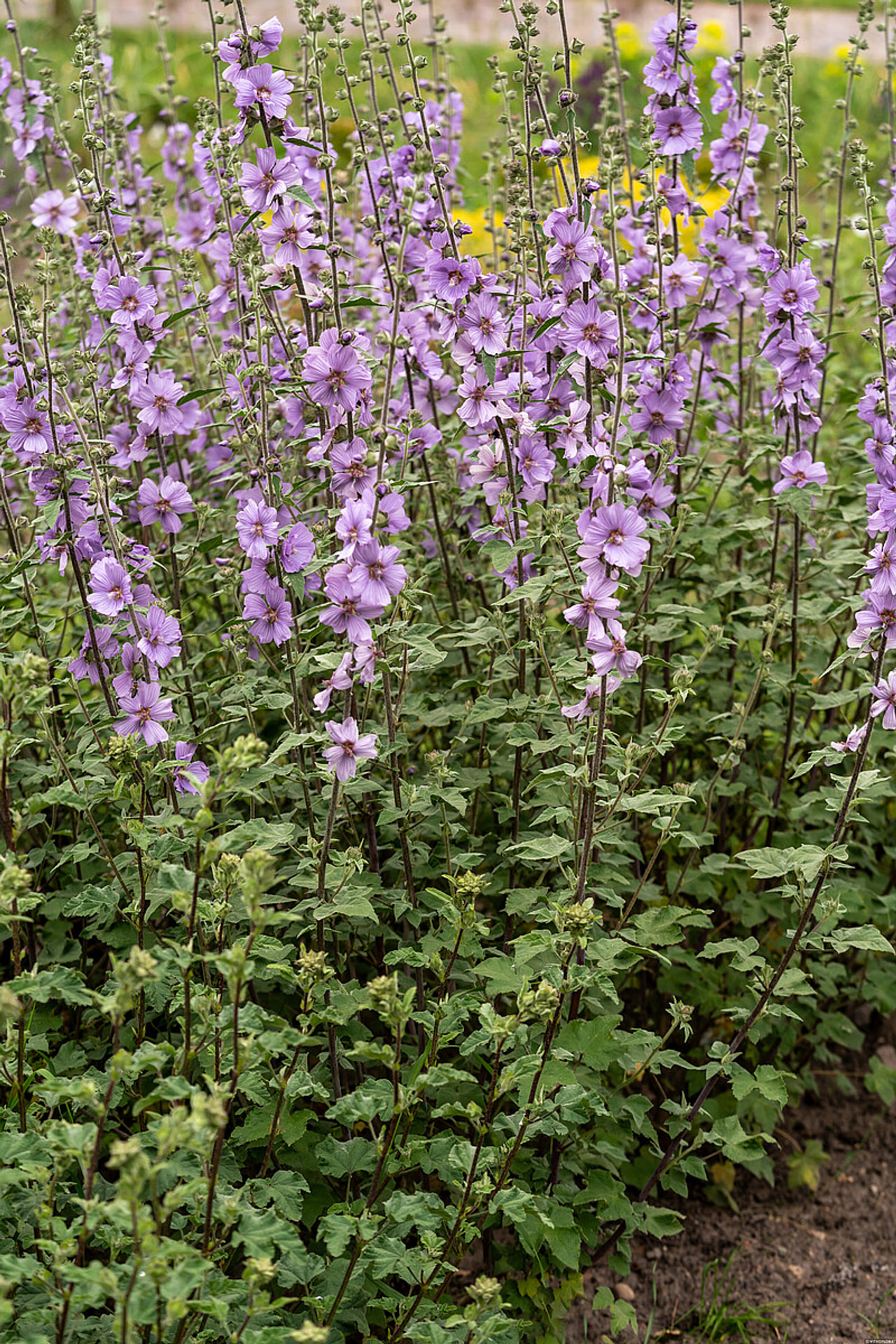 Slézovec Lilac Lady, Loukykvět