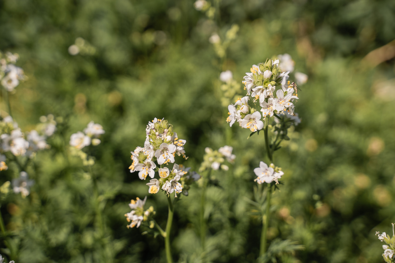 Csatavirág Filigree Clouds, Loukykvět