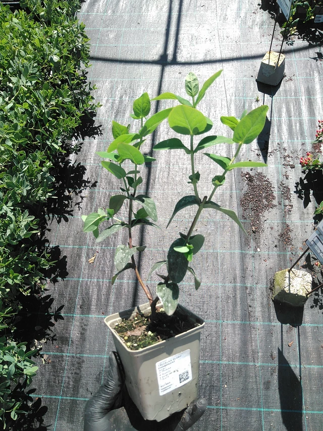 Hierba de San Juan Globo Champagne - 19. 8. 2025