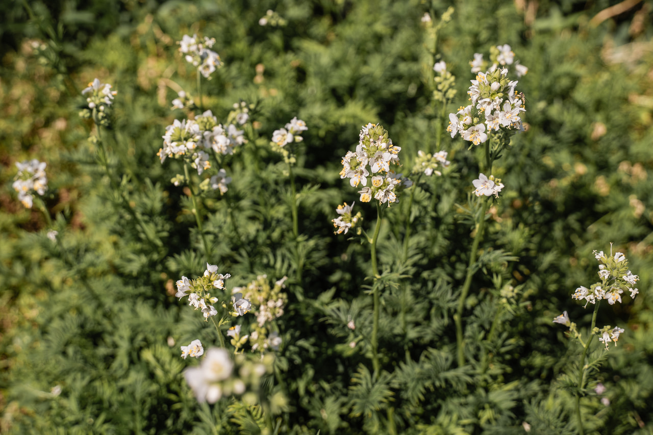 Csatavirág Filigree Clouds, Loukykvět