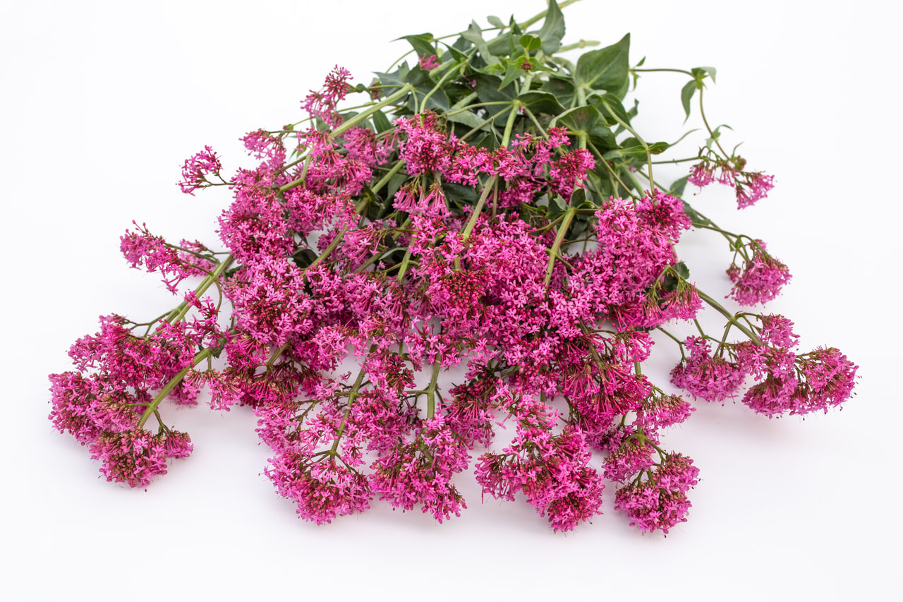 Mavuň Rosato Rose Pink, Loukykvět