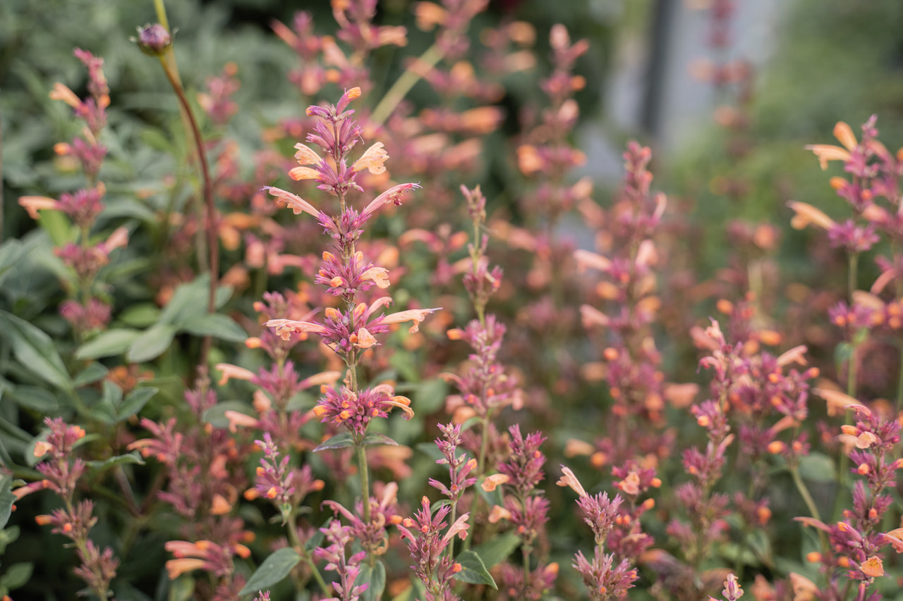 Agastache Mango Tango, Loukykvět