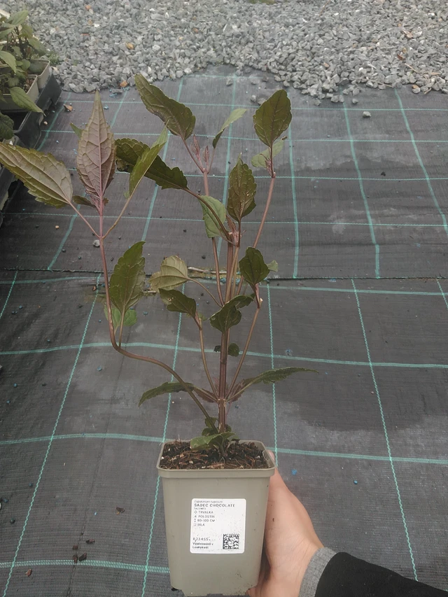 Punapähkämö Chocolate - 10. 10. 2025