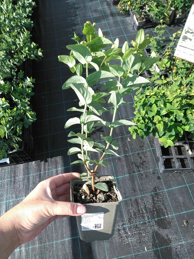 Hierba de San Juan Globo Champagne - 11. 7. 2025