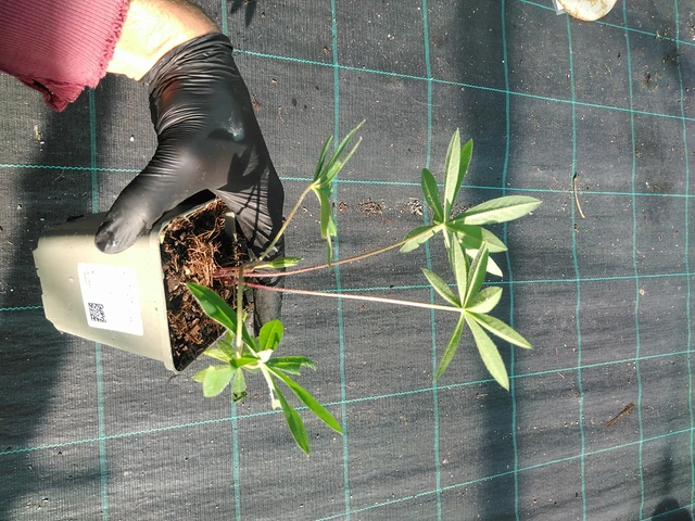 Altramuz Band of Nobles Kastellan - 1. 9. 2025