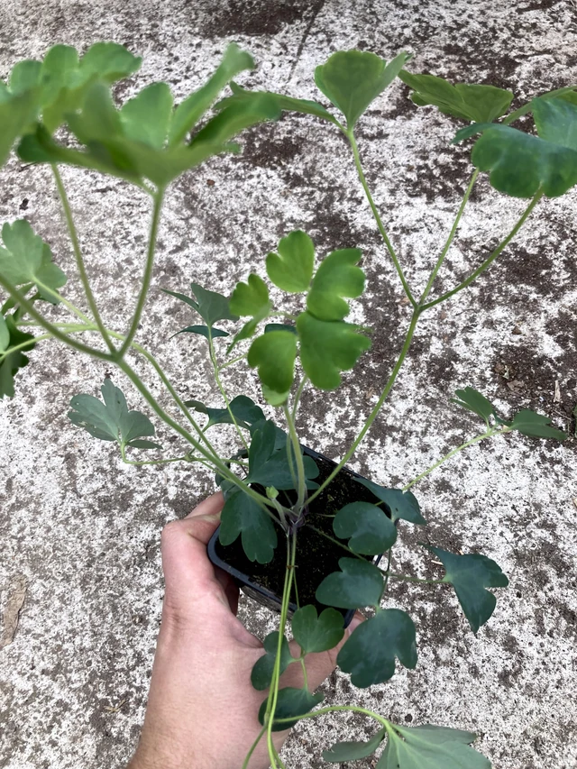 Akvileija Black Barlow - 2024