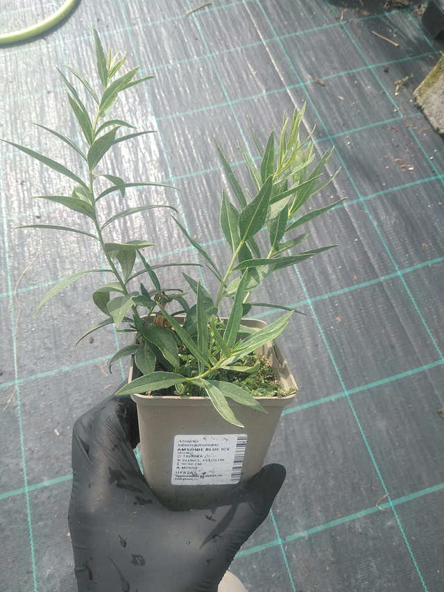 Amsónie Blue Ice - 10. 9. 2025