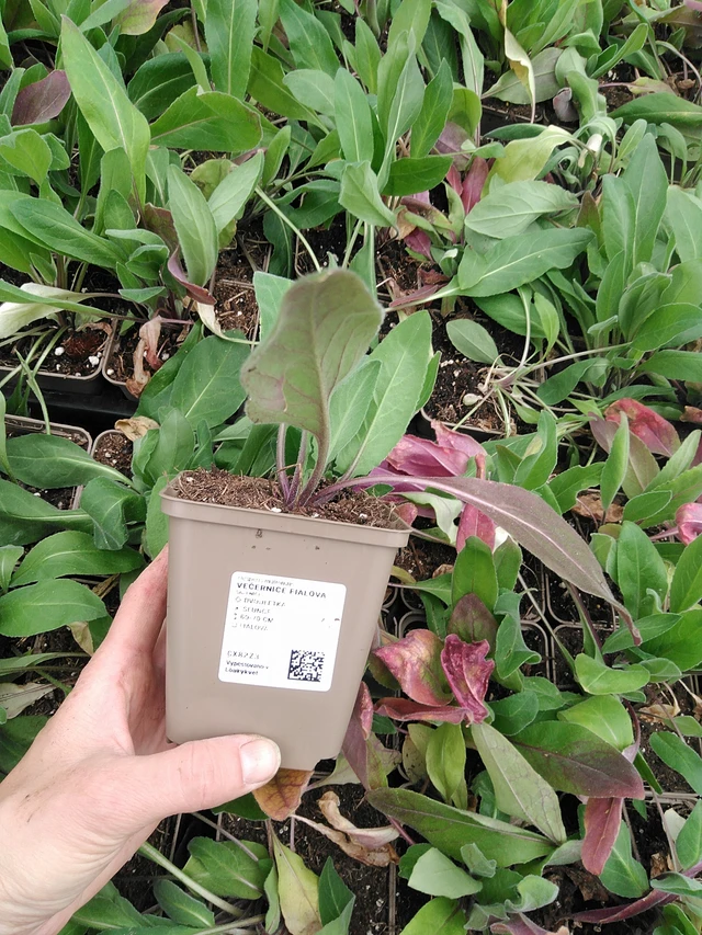 Illakko violetti - 9. 6. 2025