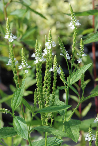 Verbena hastata White Spires, Loukykvět