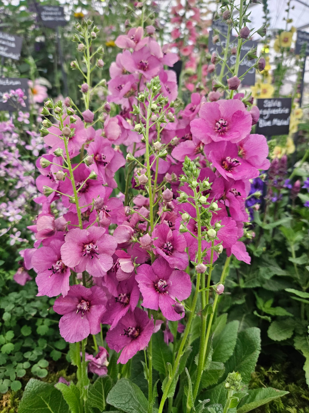 Divizna Plum Smokey, Loukykvět