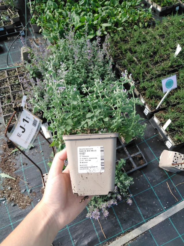 Šanta Six Hills Giant - 2024