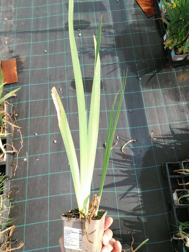 Iiris Empress of India - 24. 6. 2025