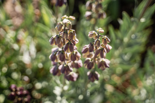 Řebčík perský Magic Bells, Loukykvět