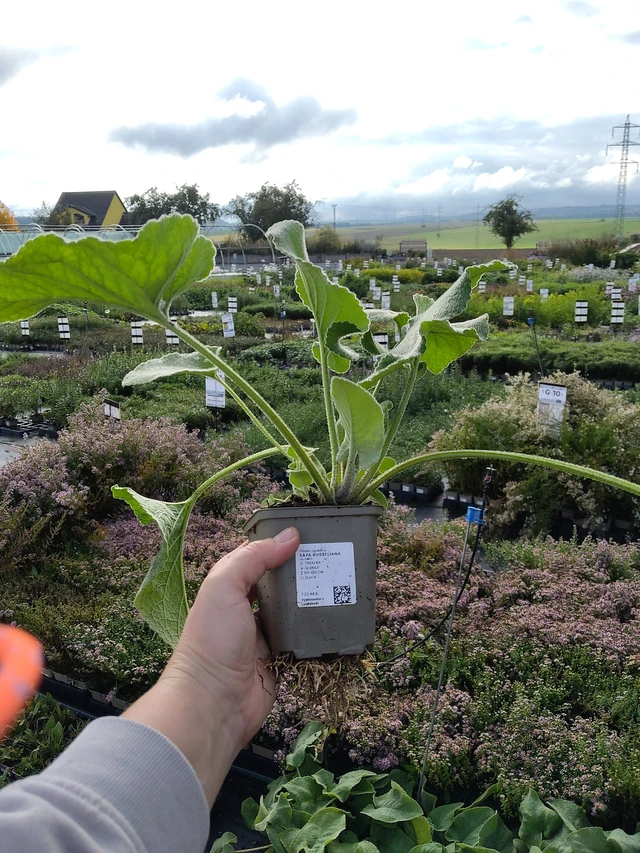 Lyhtykoiso Russeliana - 9. 10. 2025