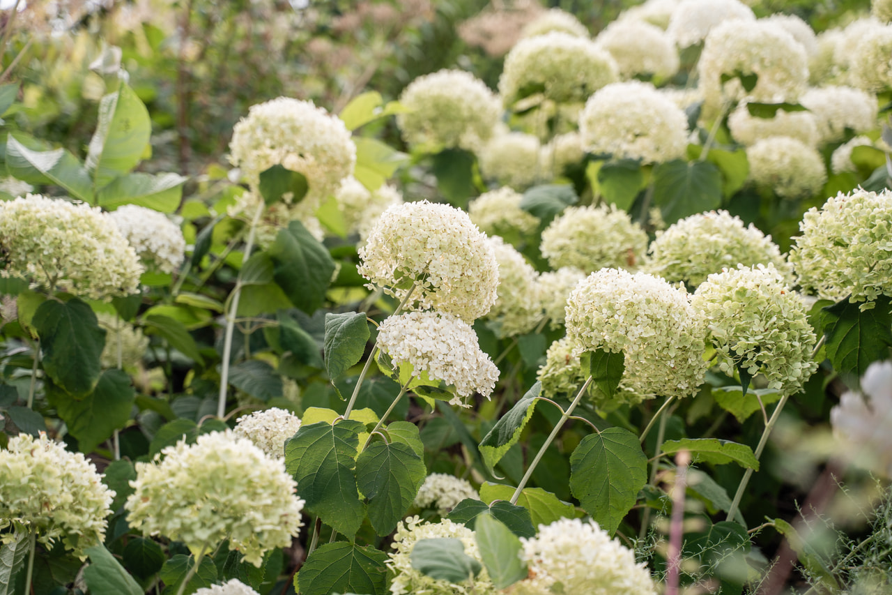 Hortenzie stromečkovitá Annabelle, Loukykvět