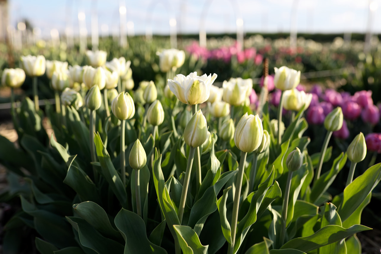 Tulipán Mount Tacoma, Loukykvět