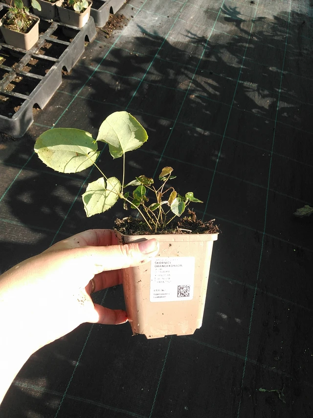 Epimedio Orangekönigin - 19. 8. 2025