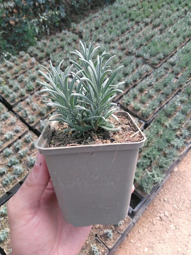 Levandule Hidcote - 20. 6. 2025