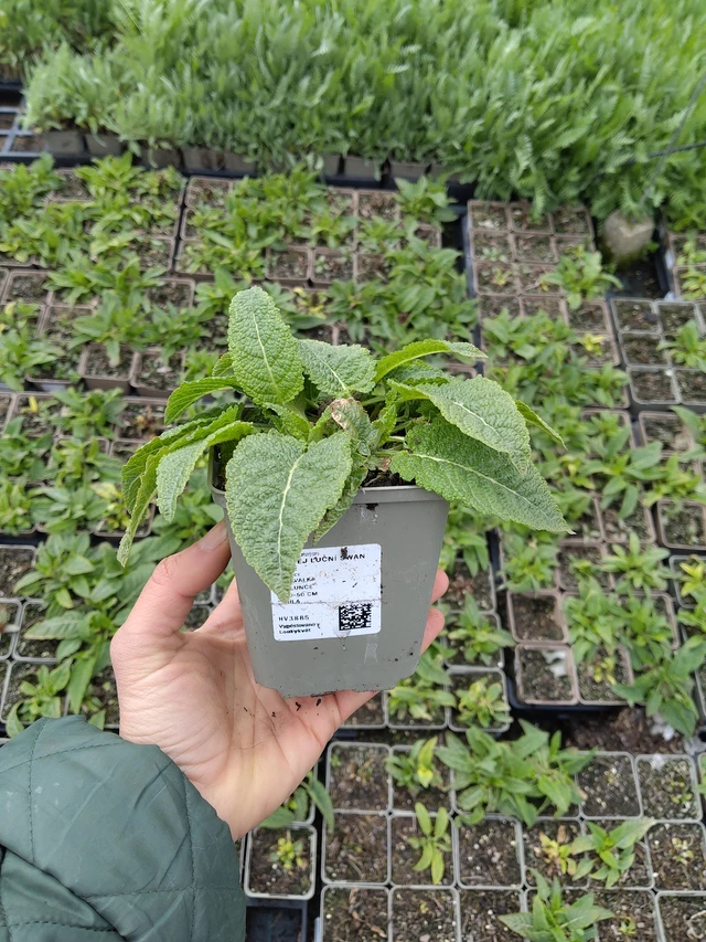 Aas-salvei Swan Lake - 21. 4. 2026