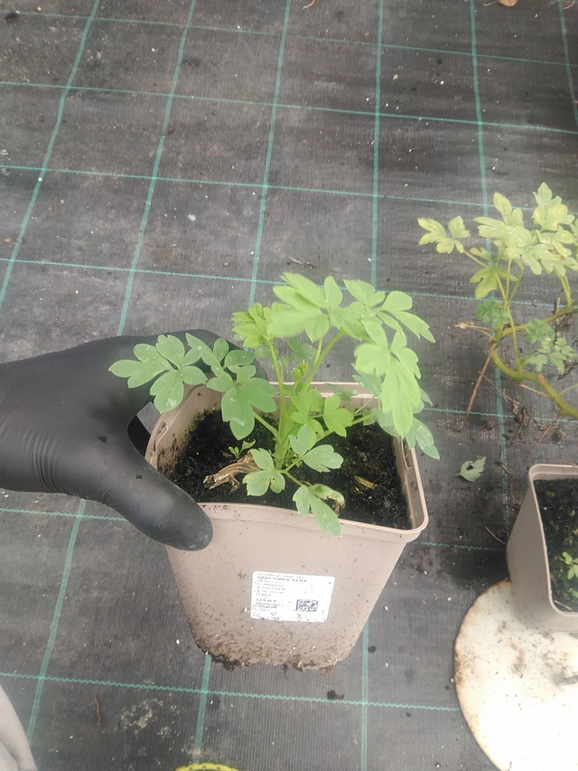 Srdcovka Alba - 10. 9. 2025