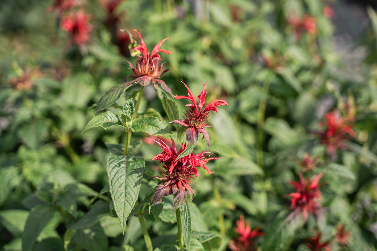 Méhbalzsam Cambridge Scarlet, Loukykvět