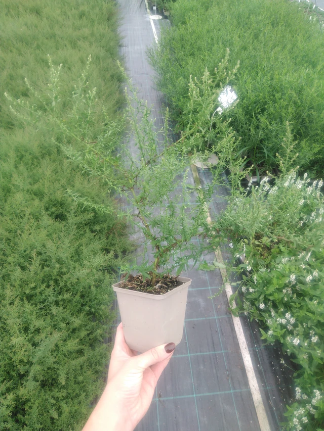 Asteri Golden Spray - 2024