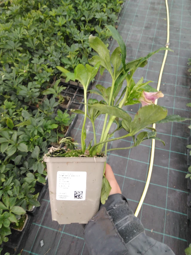 Hellebore Pretty Ellen Red - 10. 9. 2025