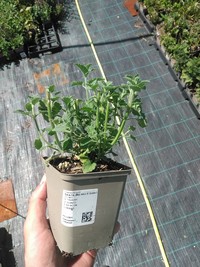 Šanta Six Hills Giant - 24. 6. 2025