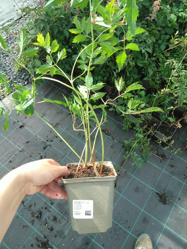 Astilbe Cattleya - 11. 7. 2025