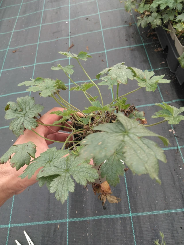 Kurjenpolvi Wargrave Pink - 21. 7. 2025