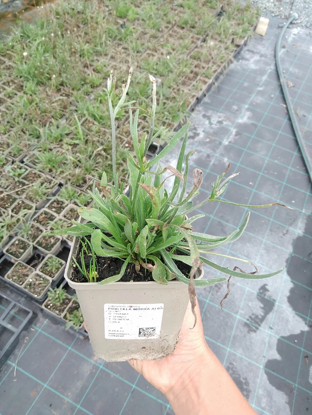 Lobelia azul Alba - 10. 9. 2025