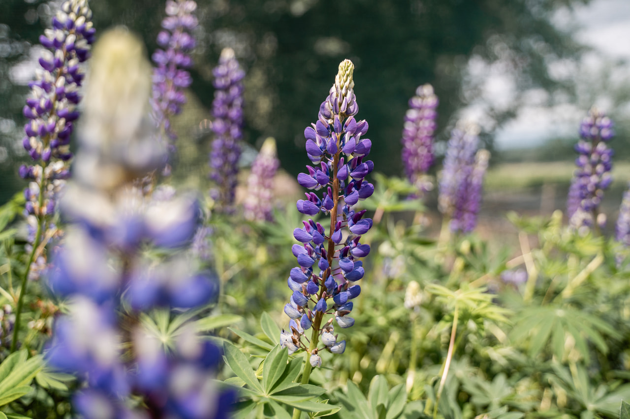 Csillagfürt Band of Nobles Kastellan, Loukykvět