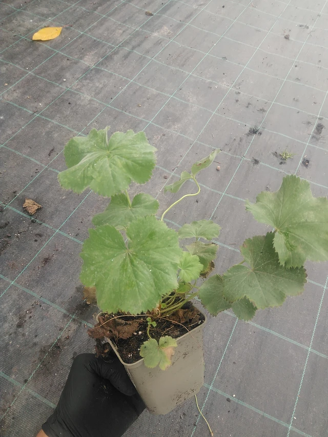 Kontryhel Irish Silk - 10. 9. 2025