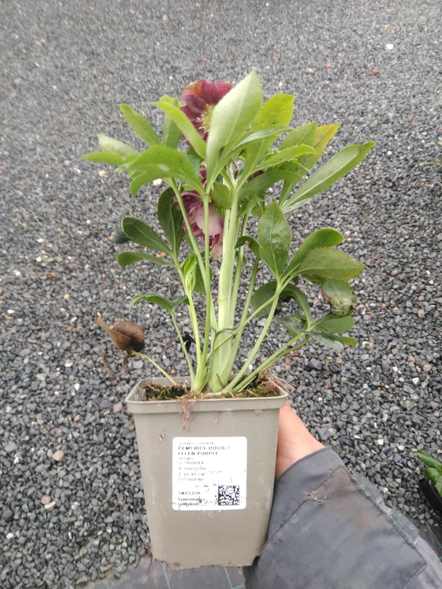 Eléboro Double Ellen Purple - 10. 9. 2025