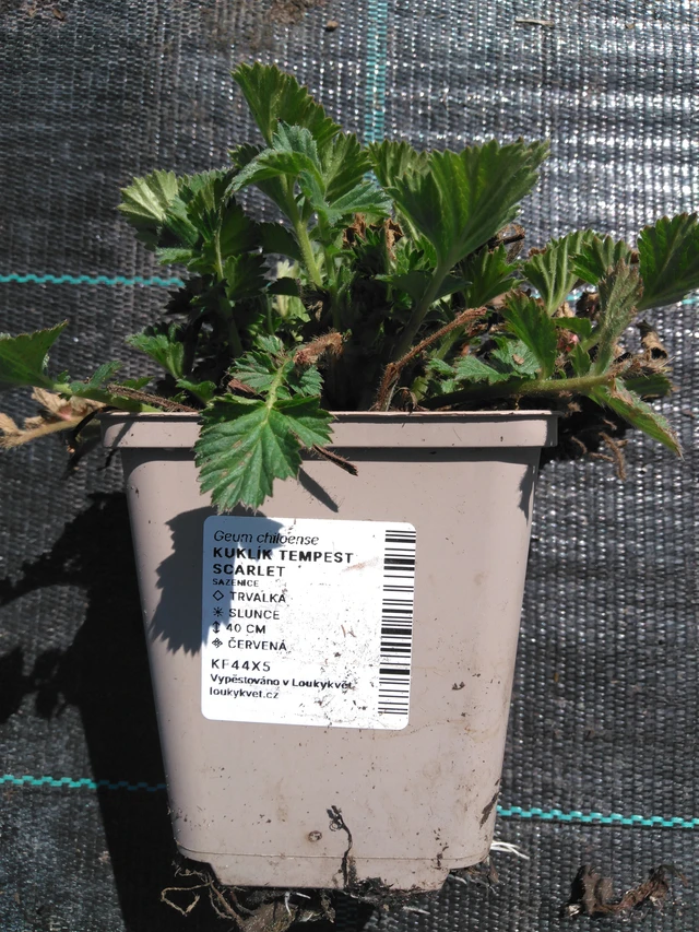 Genciana Tempest Scarlet - 3. 4. 2025