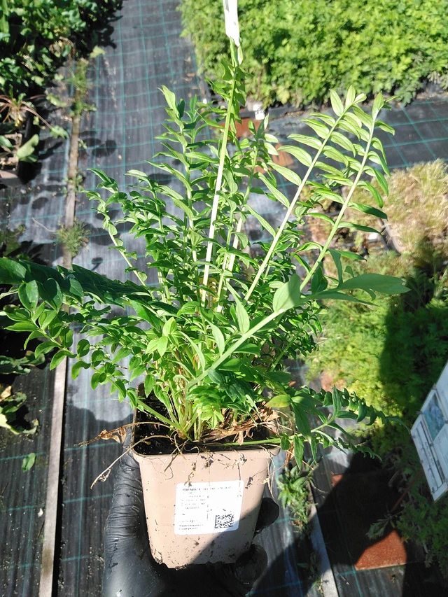 Jirnice Blue Pearl - 19. 8. 2025