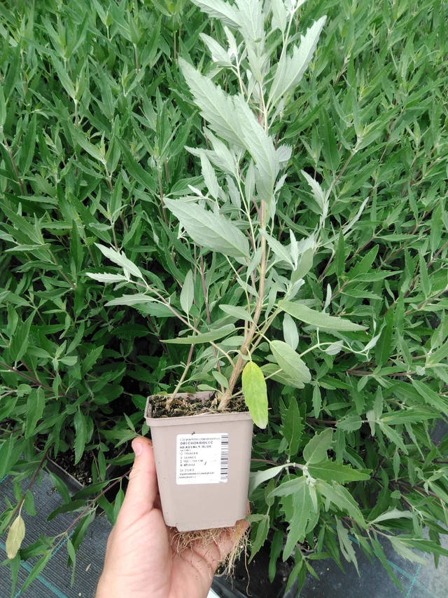 Bluebeard Heavenly Blue - 2024