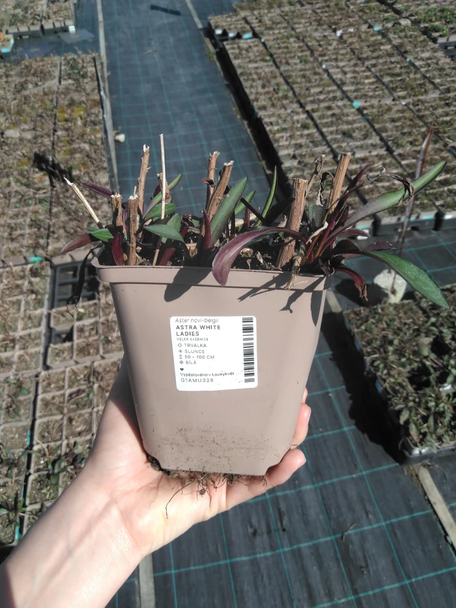 Astra White Ladies - 3. 4. 2025