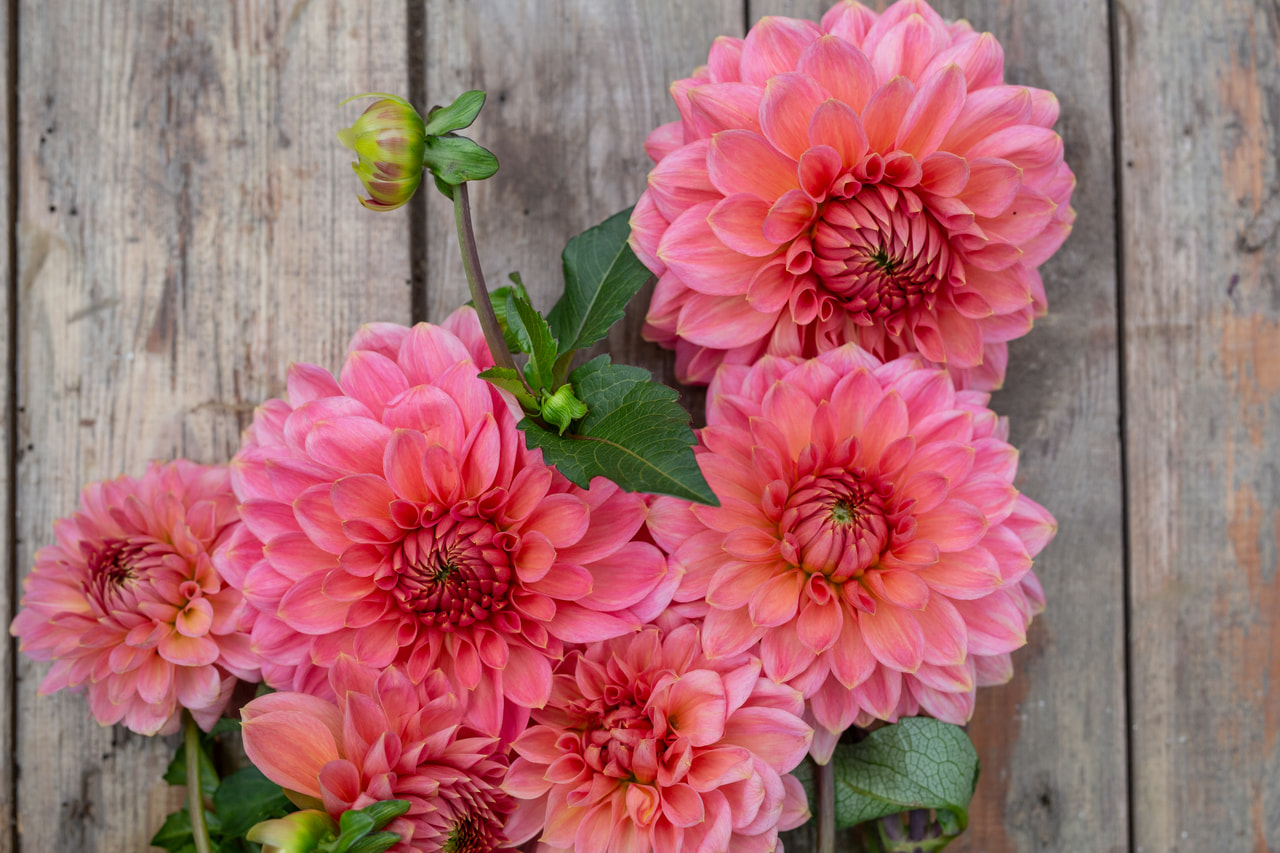 Jiřina Askwith Minnie, Loukykvět