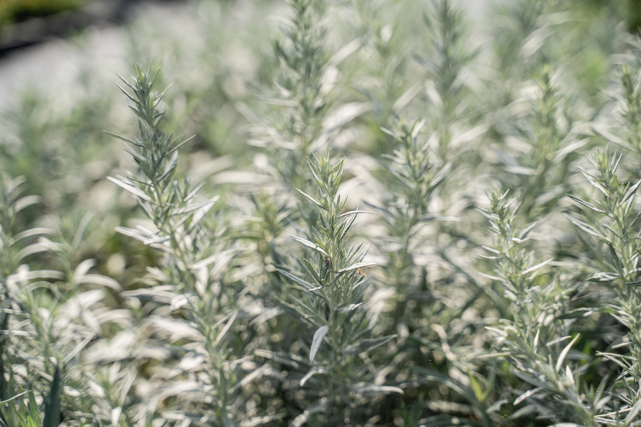 Pelyněk Ludvíkův Silver Queen, Loukykvět