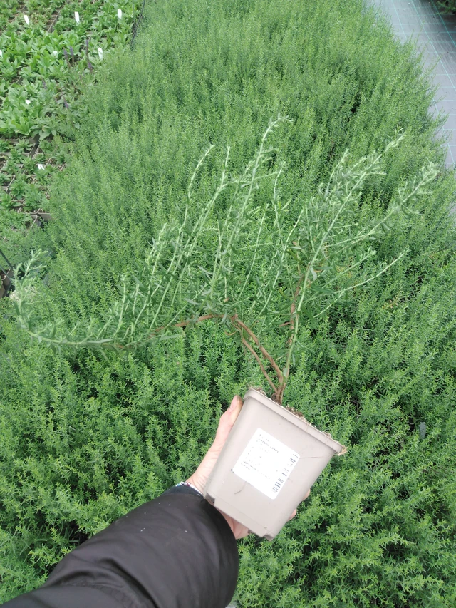 Aster Schneetanne - 2024