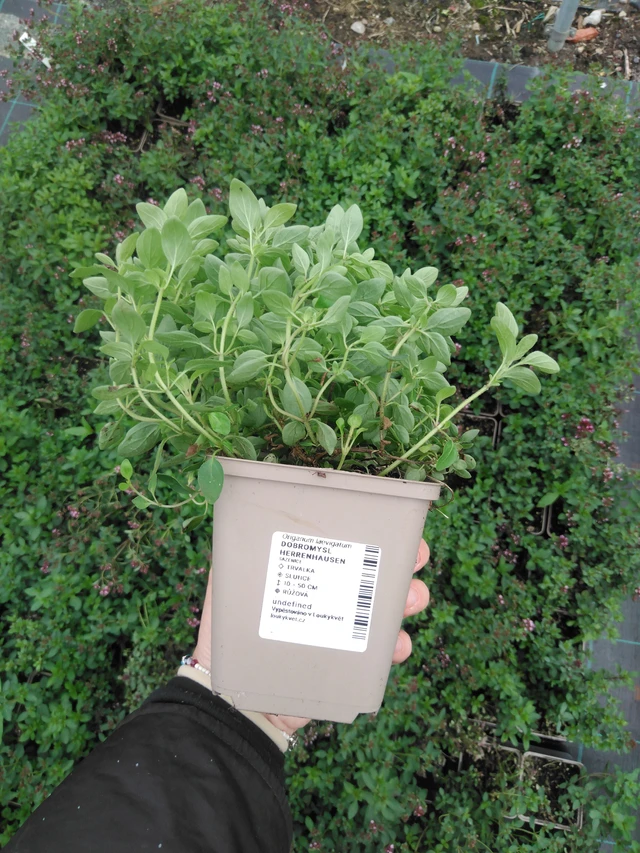 Mejorana Herrenhausen - 2024