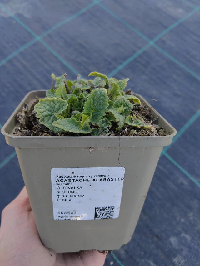 Izsópfű Alabaster - 27. 3. 2026