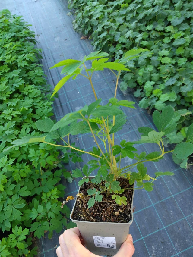 Pikkusydän - 17. 9. 2025