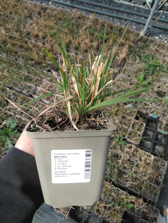 Milička - 13. 5. 2025