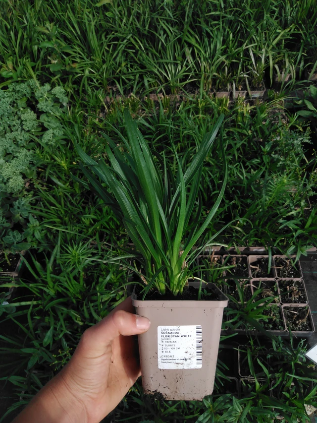 Liatris Floristan White - 2024