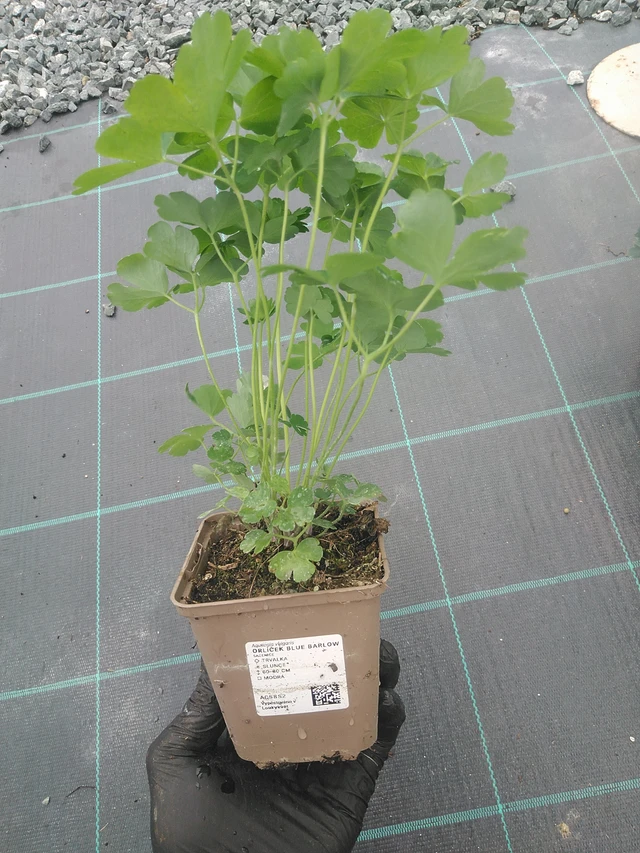 Columbine Blue Barlow - 4. 8. 2025