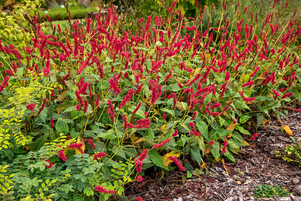 Rdesno Fat Domino, Loukykvět