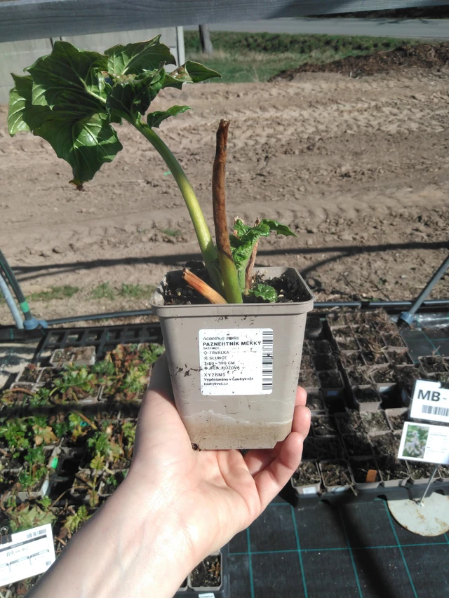 Bear's Breeches měkký - 3. 4. 2025